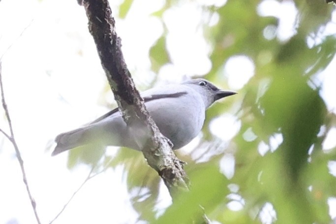 Pale Cicadabird - ML627454620