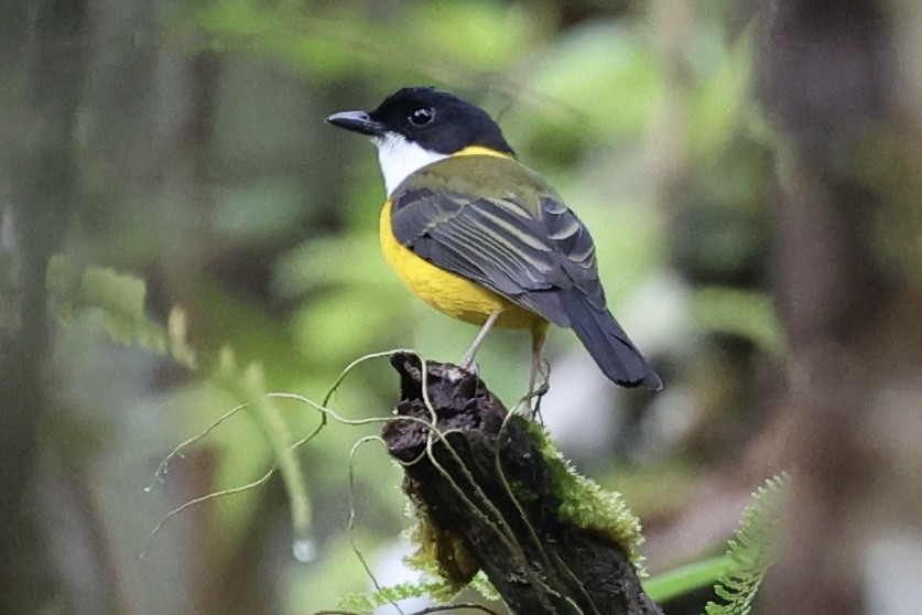 Moluccan Whistler - ML627454626