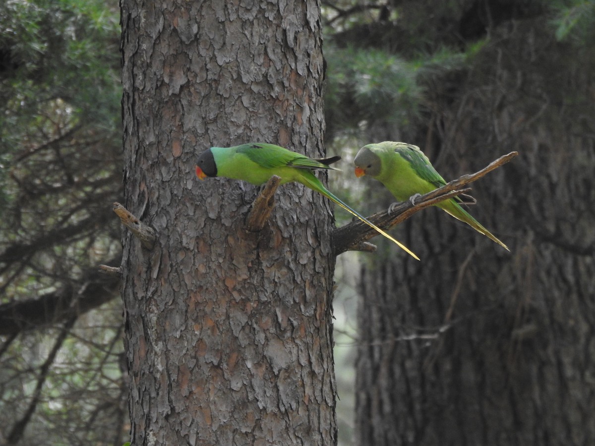 Slaty-headed Parakeet - ML627454631