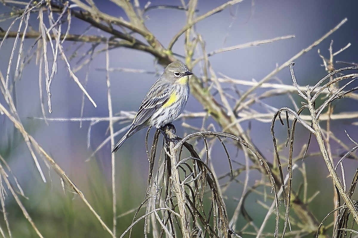 Yellow-rumped Warbler - ML627454634