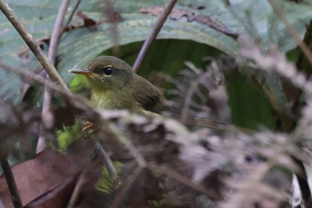 Mountain Tailorbird - ML627454635