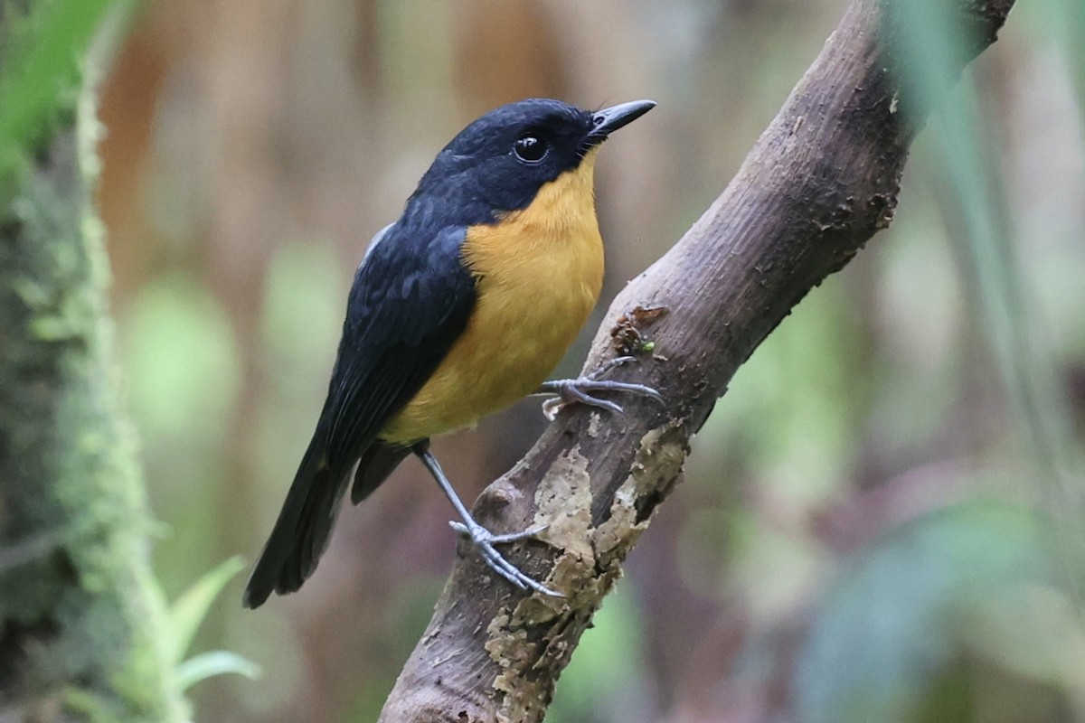 Cinnamon-chested Flycatcher - ML627454646