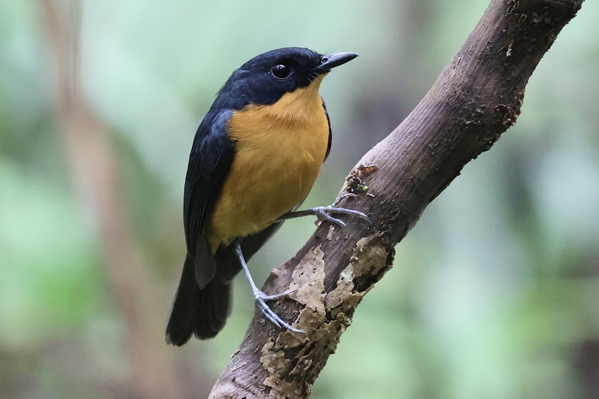 Cinnamon-chested Flycatcher - ML627454647