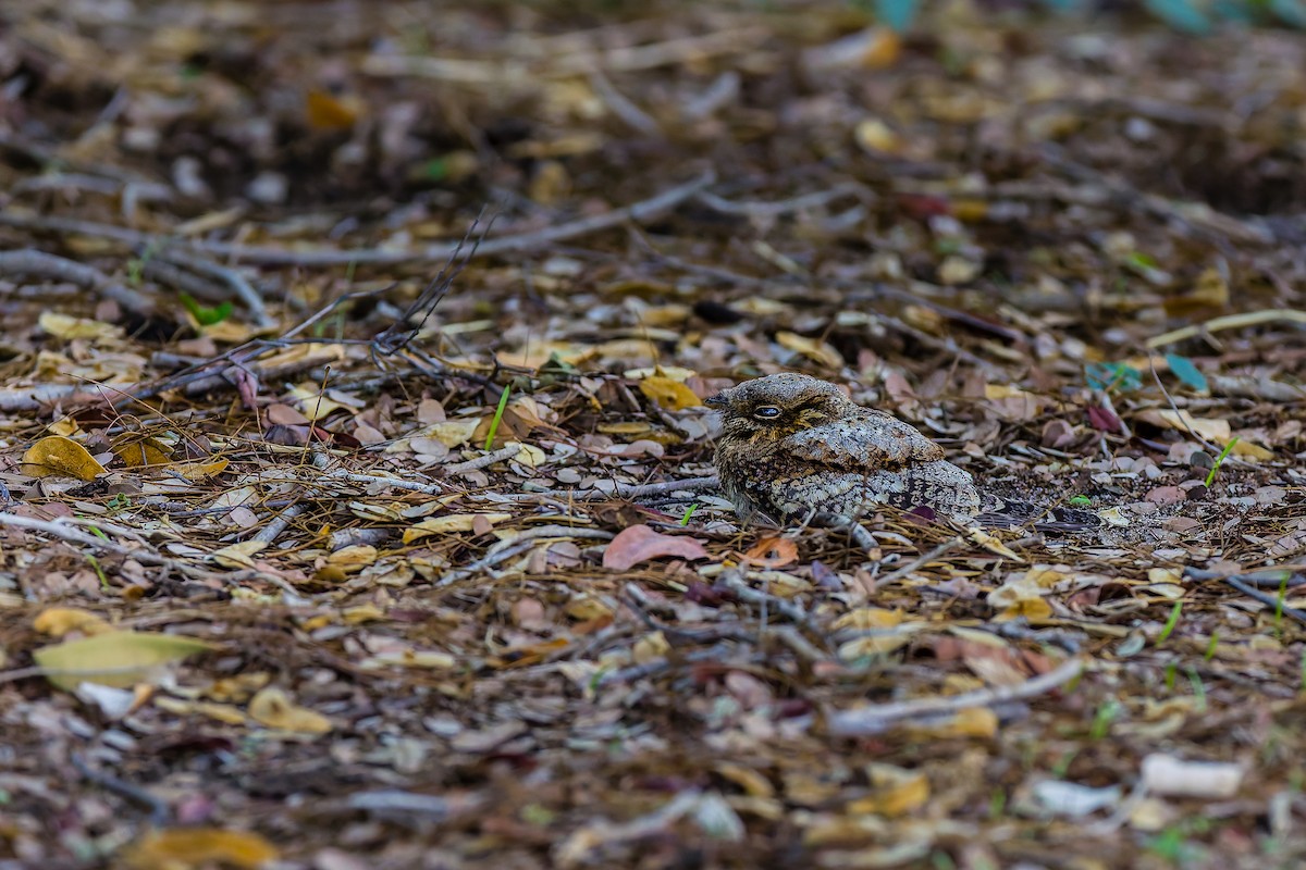 Madagascar Nightjar - ML627454739