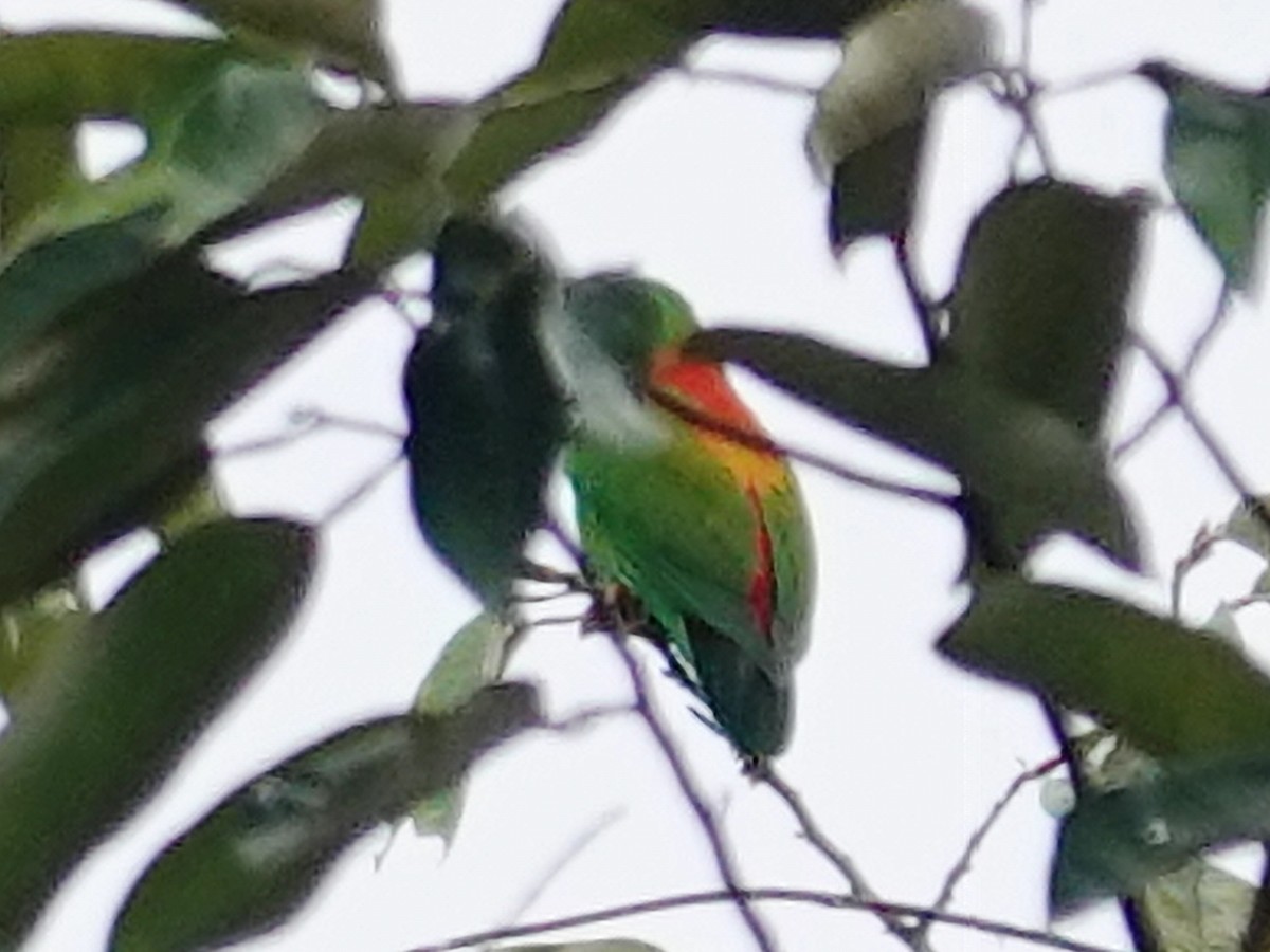 Sula Hanging-Parrot - ML627454805