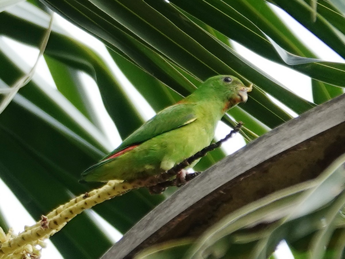 Sula Hanging-Parrot - ML627454807