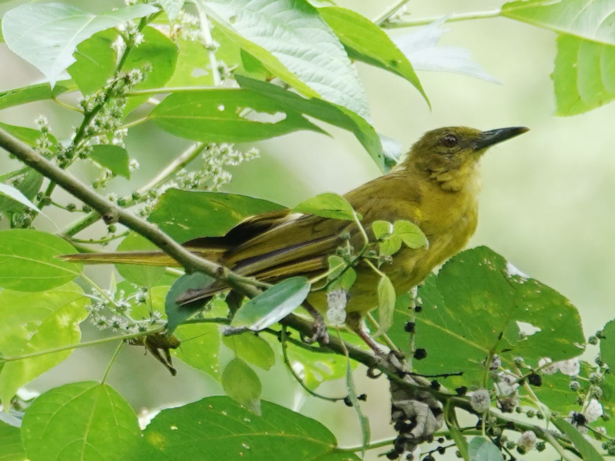 Banggai Golden-Bulbul - ML627454809