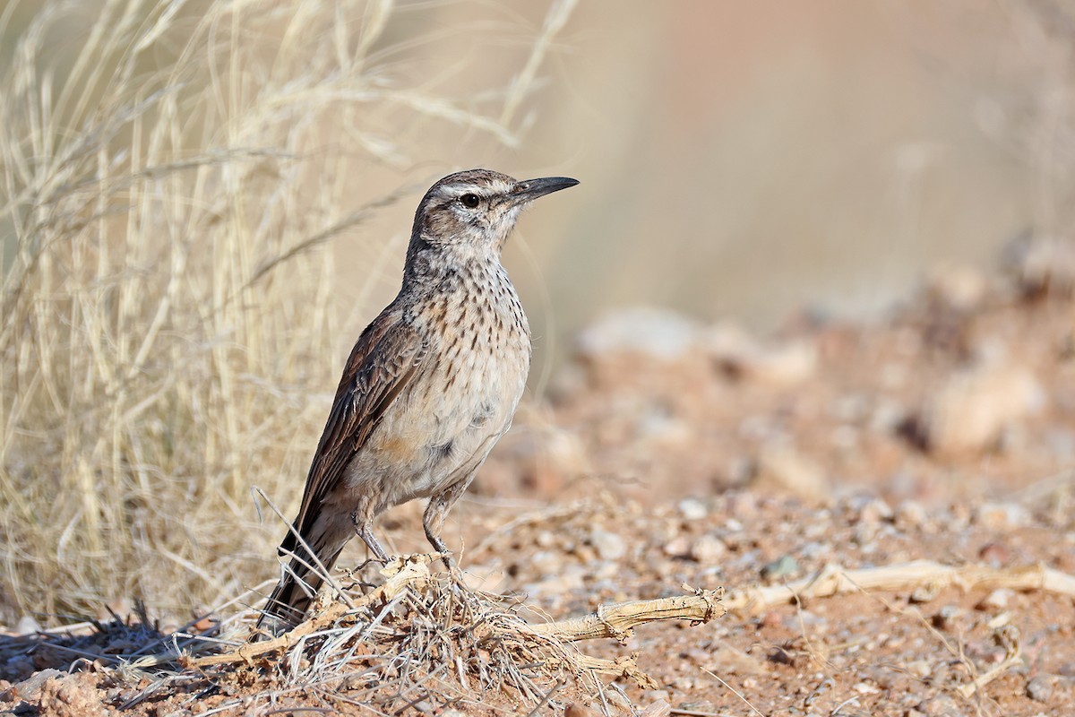 Karoo Long-billed Lark (Karoo) - ML627454870