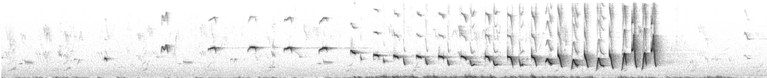 Noisy Scrub-bird - ML627454884