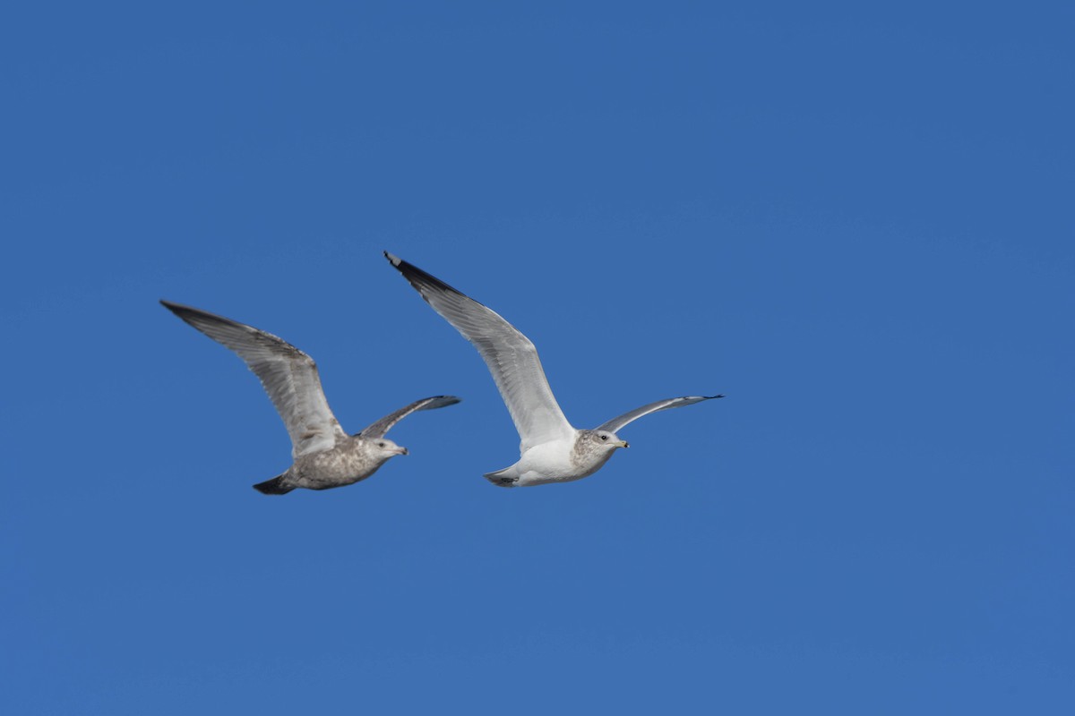 California Gull - ML627454909