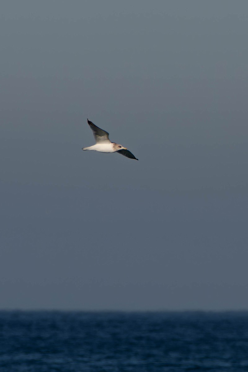 California Gull - ML627454910