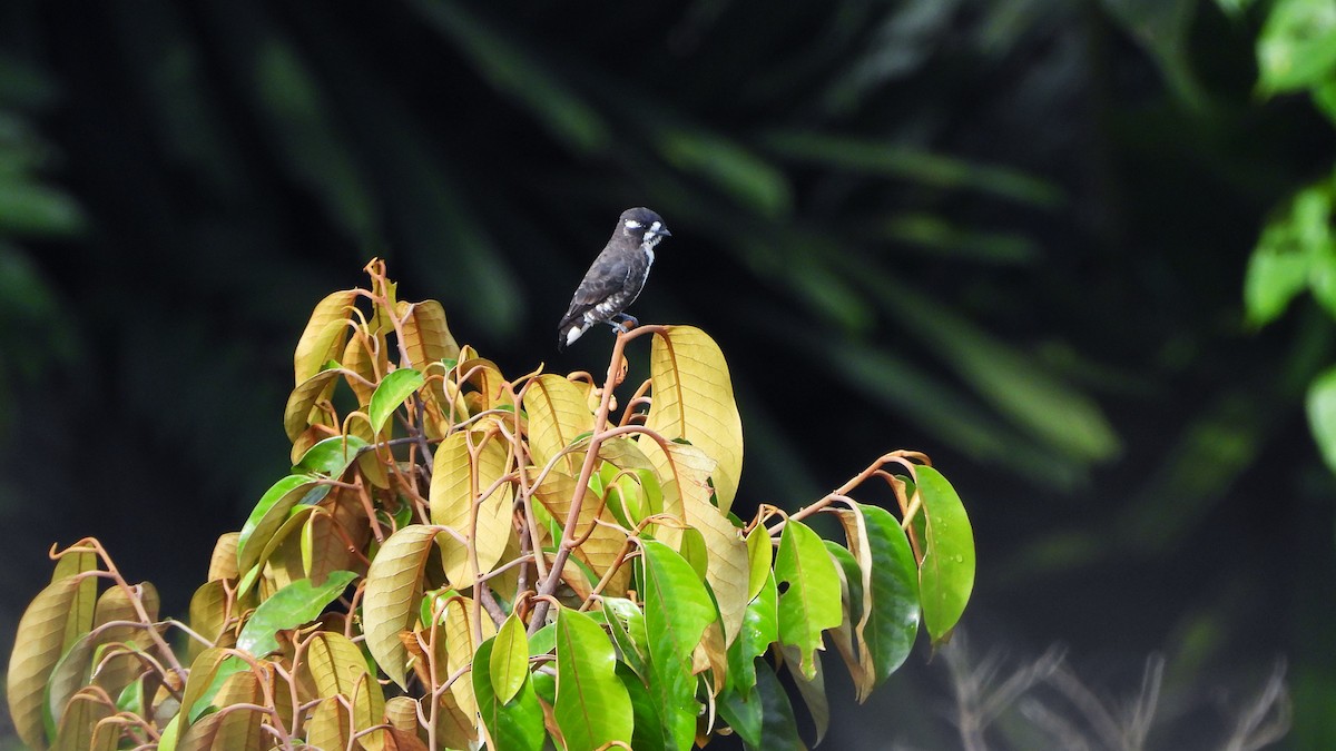 White-browed Purpletuft - ML627454988