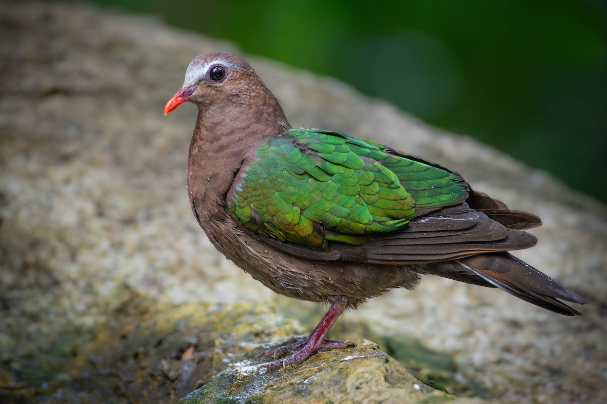 holub zelenokřídlý - ML627455093