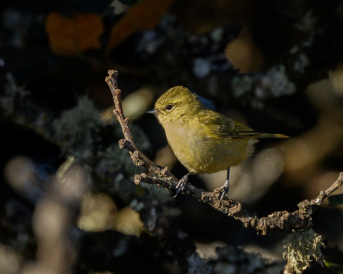 Yellow-browed Tit - ML627455266