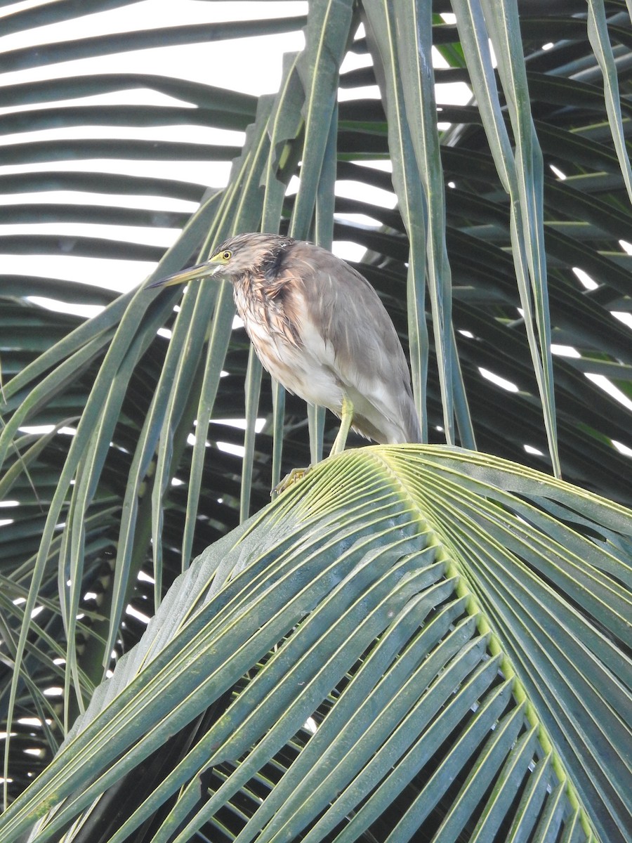 Indian Pond-Heron - ML627455267