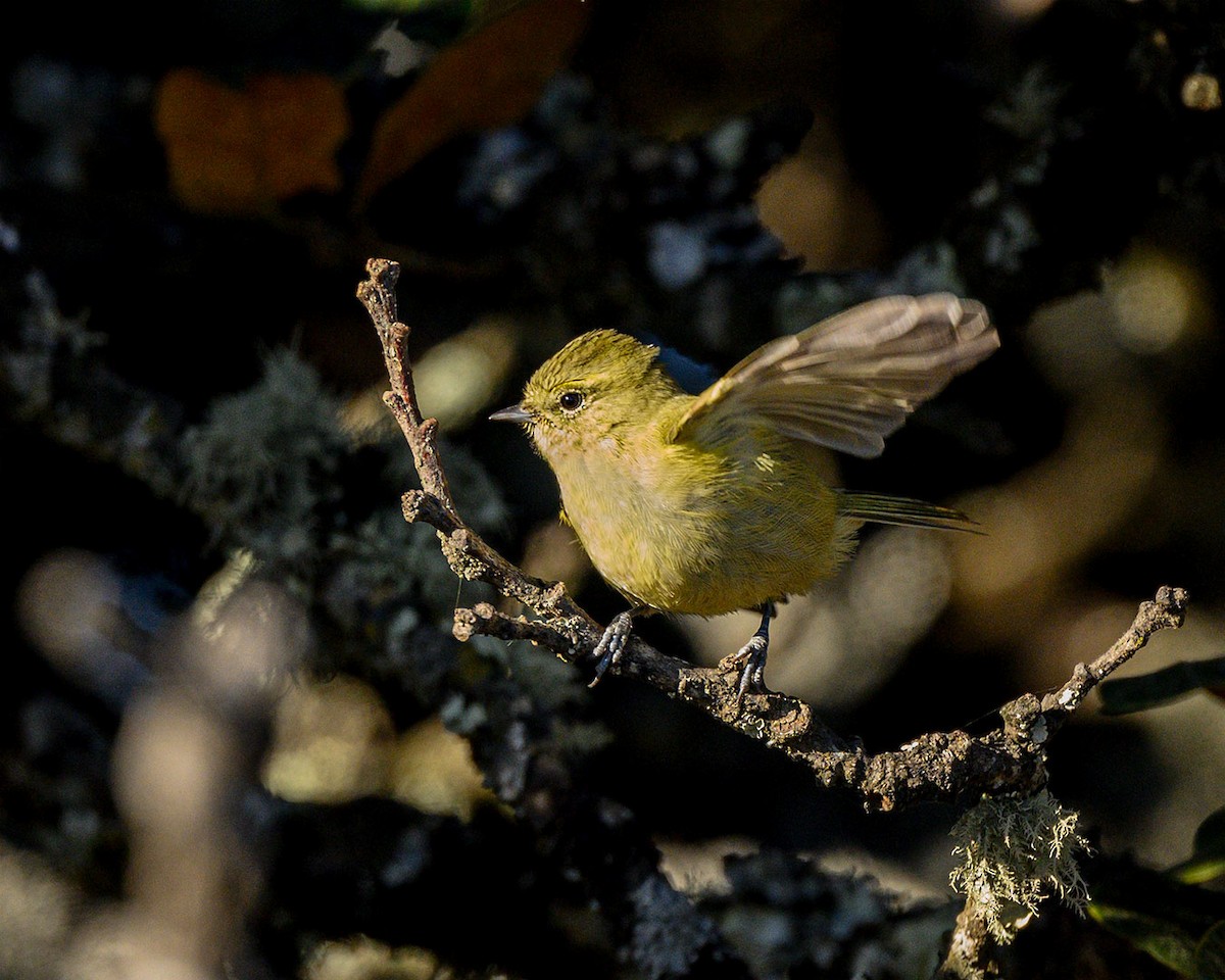 Yellow-browed Tit - ML627455270
