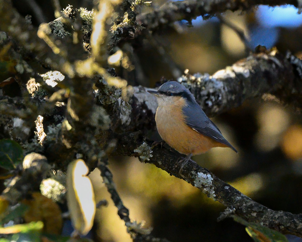 White-tailed Nuthatch - ML627455281