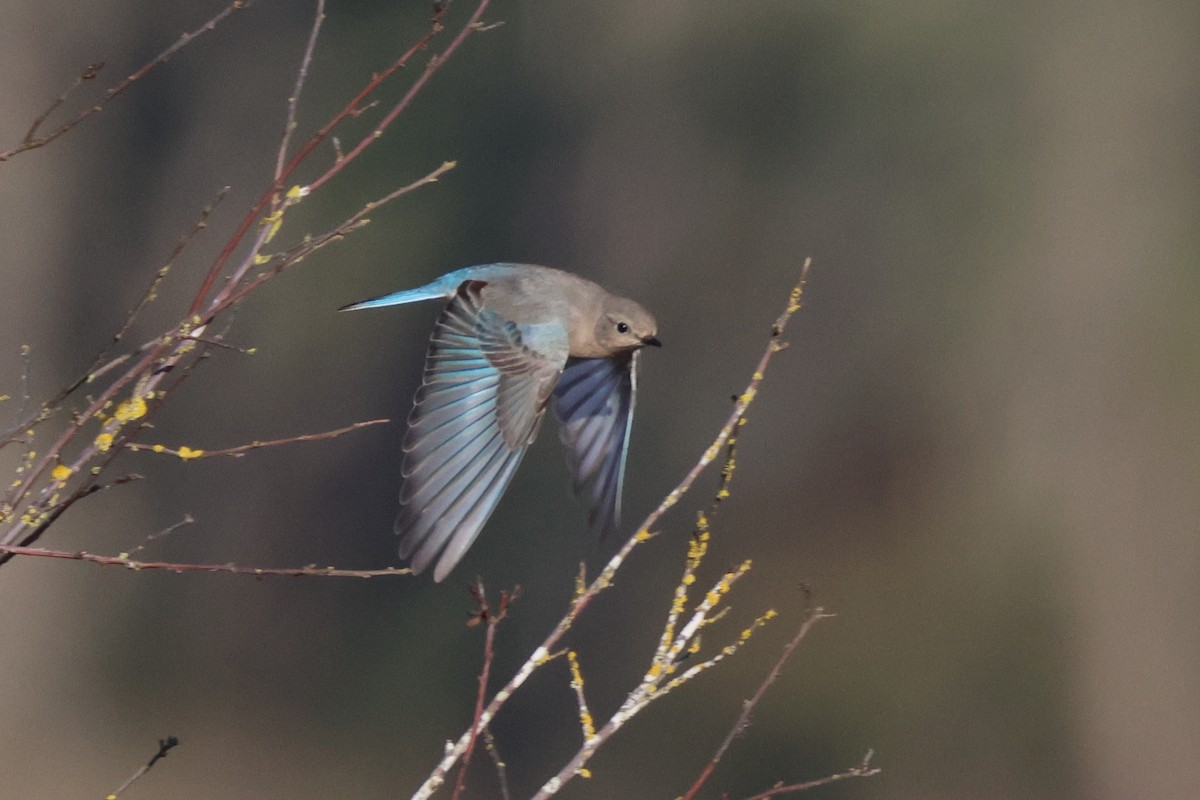 Mountain Bluebird - ML627455297