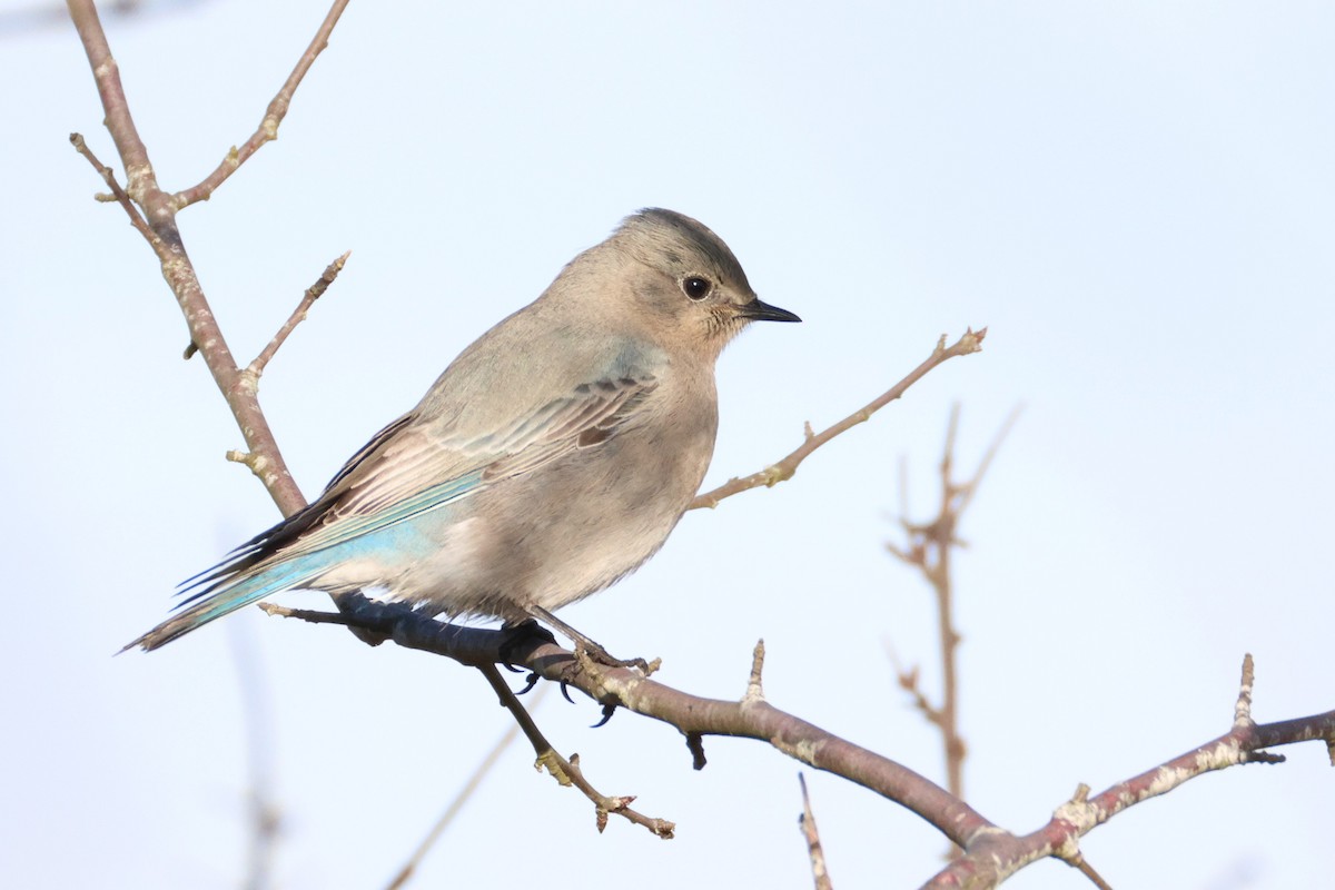 Mountain Bluebird - ML627455308