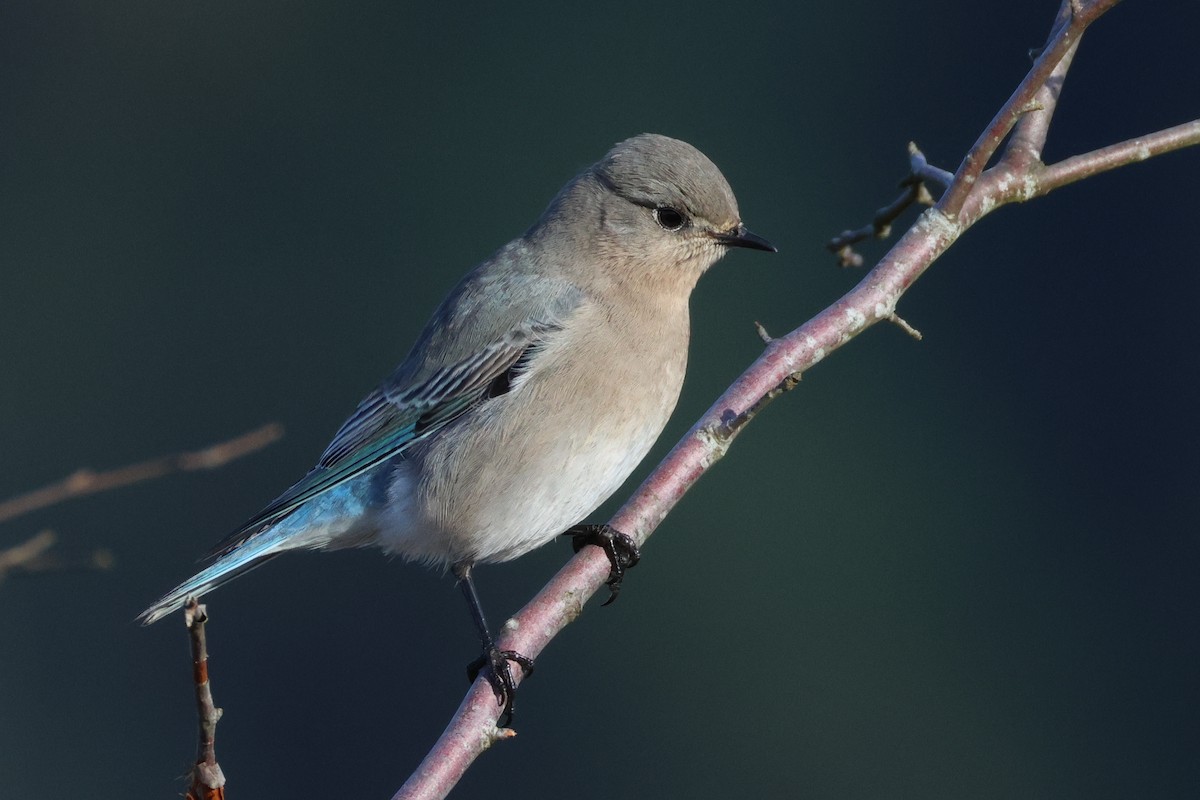 Mountain Bluebird - ML627455314