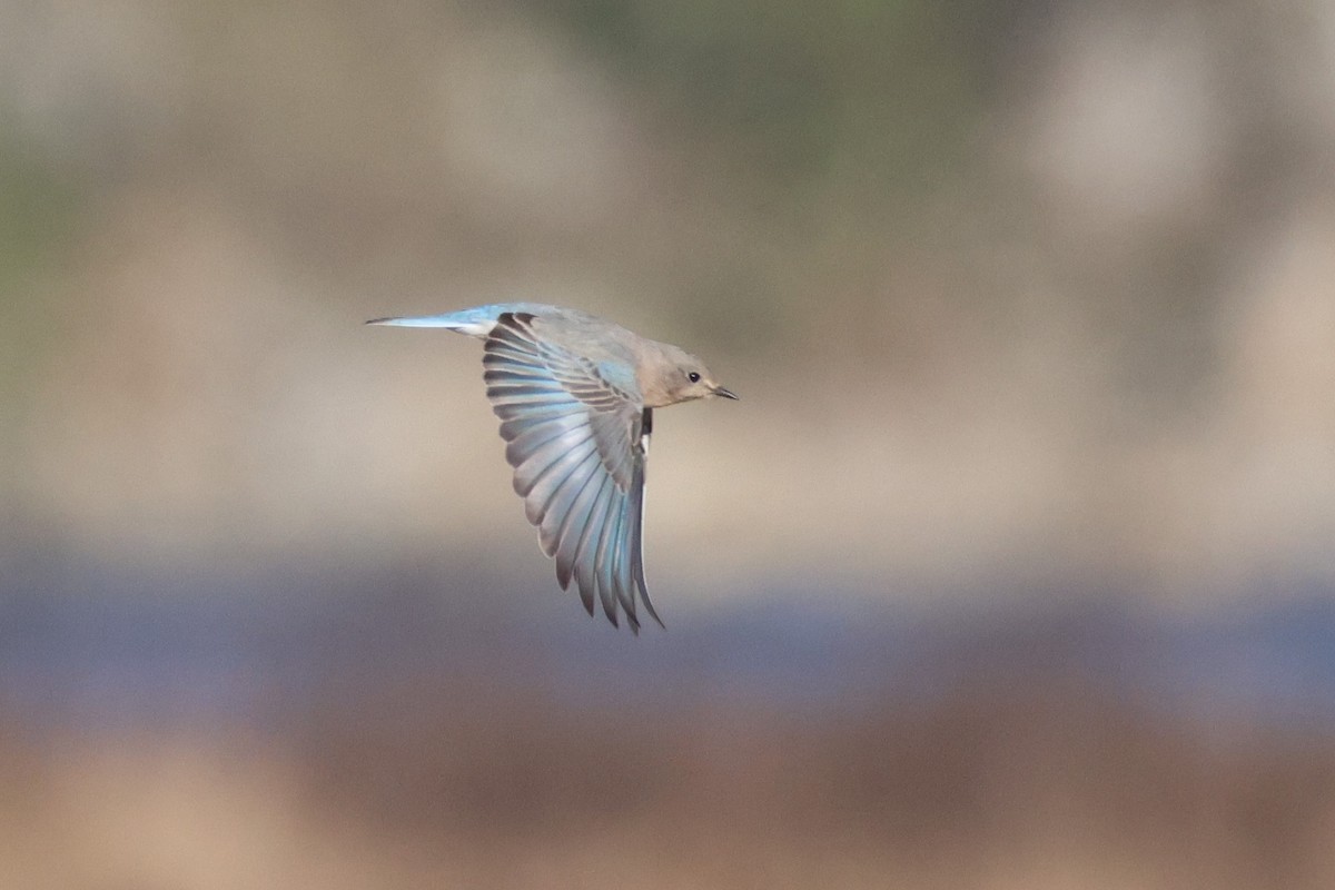 Mountain Bluebird - ML627455318