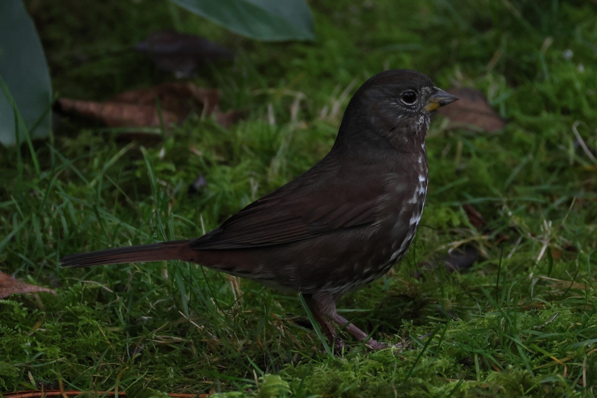 Fox Sparrow (Sooty) - ML627455486