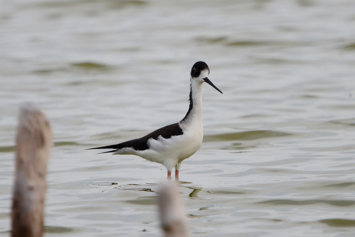 Black-necked Stilt (Black-necked) - ML627455492