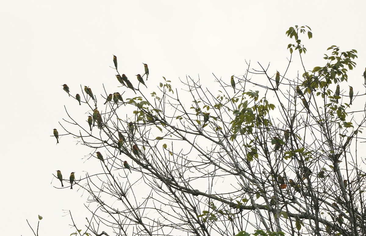 Chestnut-headed Bee-eater - ML627455629