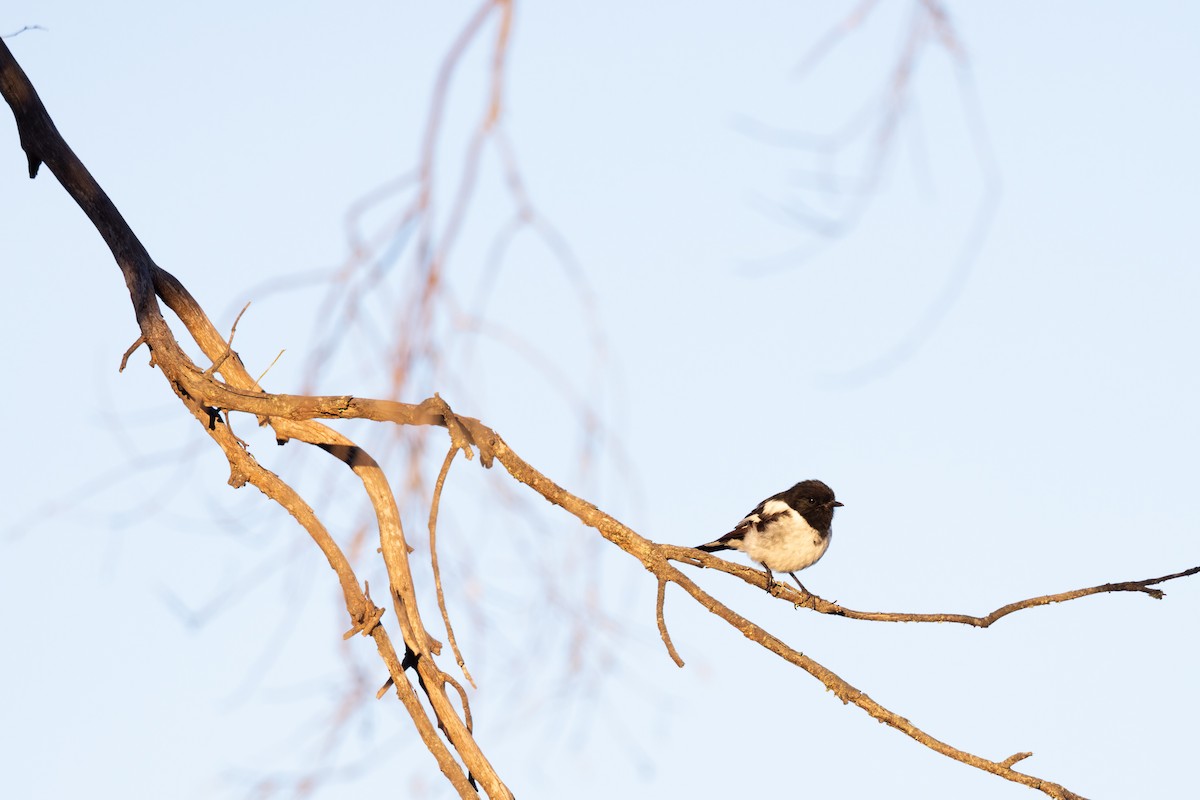 Hooded Robin - ML627455666