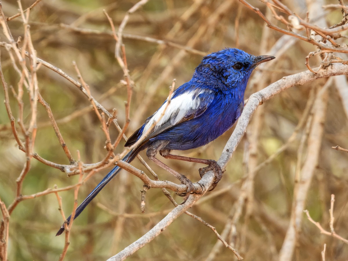 White-winged Fairywren - ML627455687