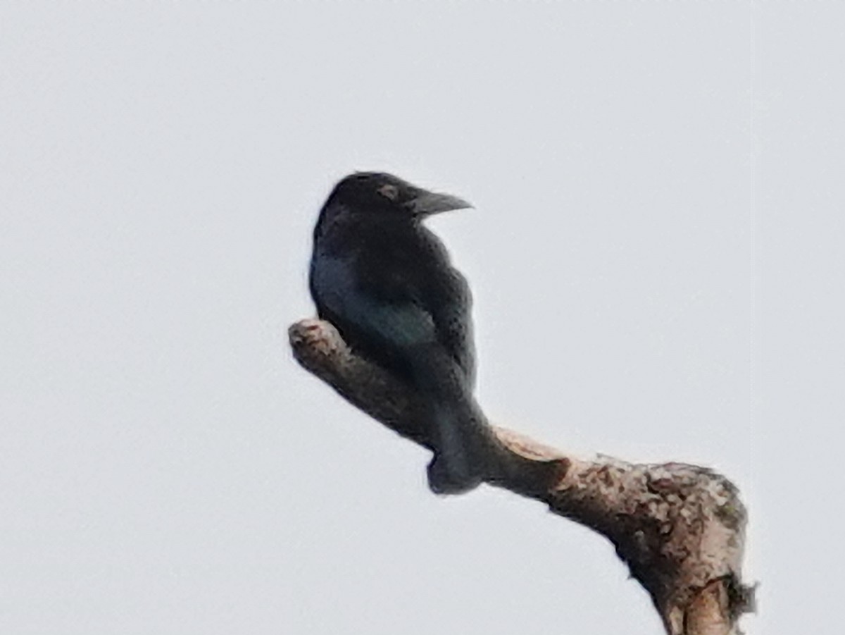 Hair-crested Drongo (White-eyed) - ML627455759