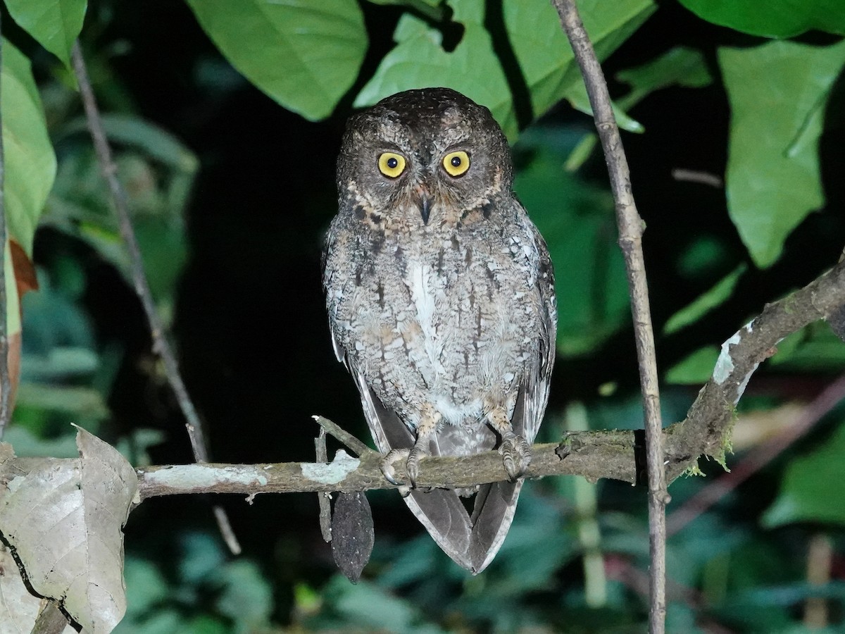 Banggai Scops-Owl - ML627455772