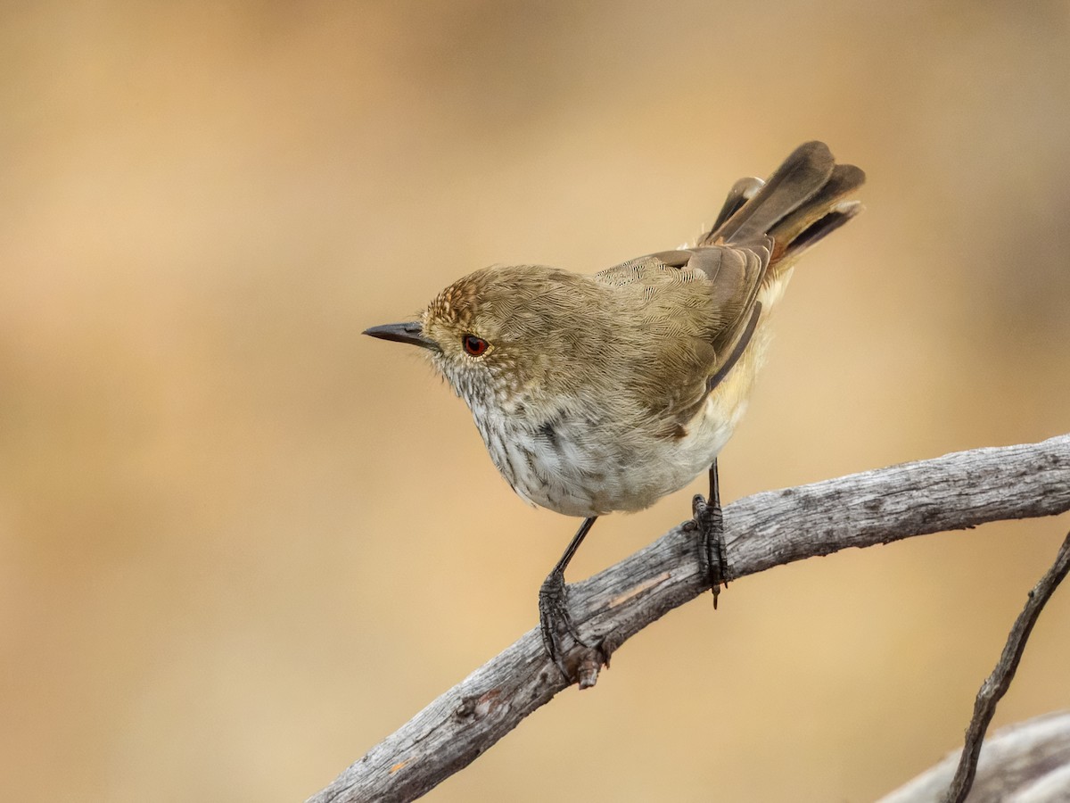 Inland Thornbill - ML627455803