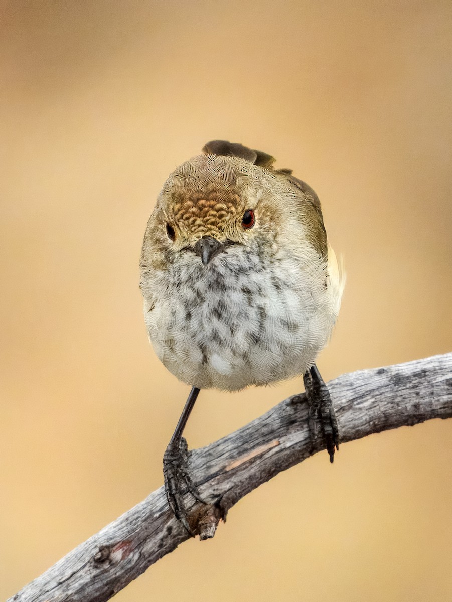 Inland Thornbill - ML627455806