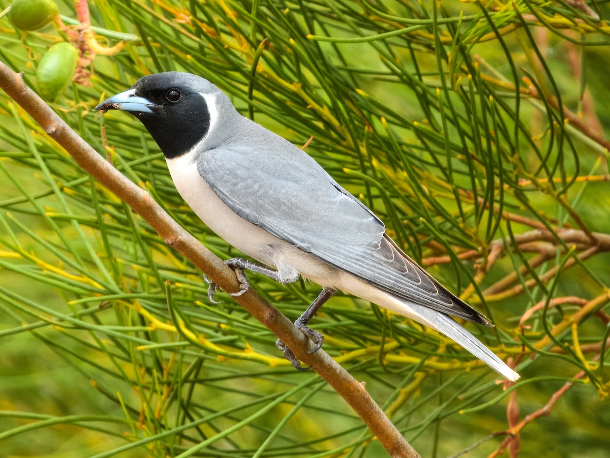 Masked Woodswallow - ML627455807