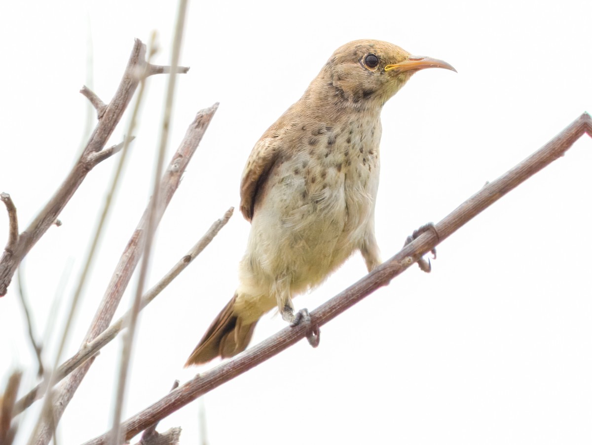 Pied Honeyeater - ML627455811