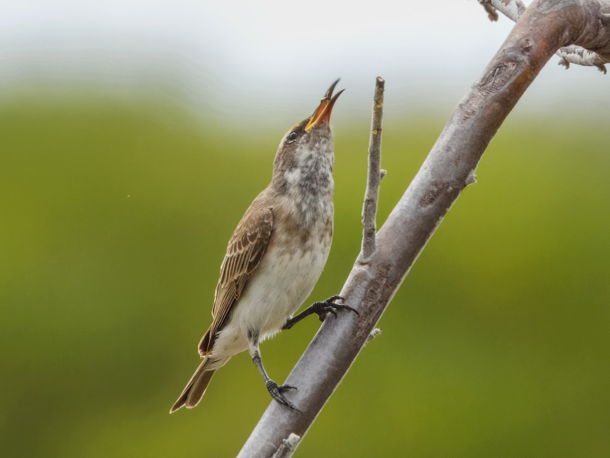 Black Honeyeater - ML627455812