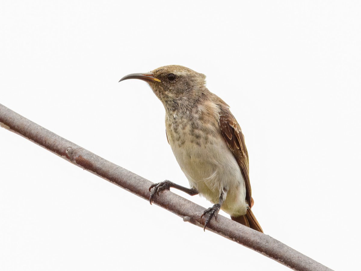 Black Honeyeater - ML627455813