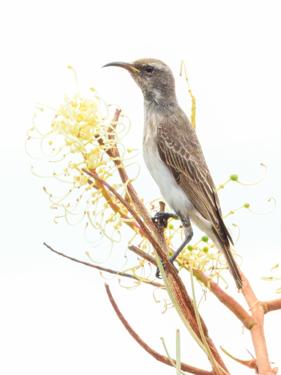 Black Honeyeater - ML627455814