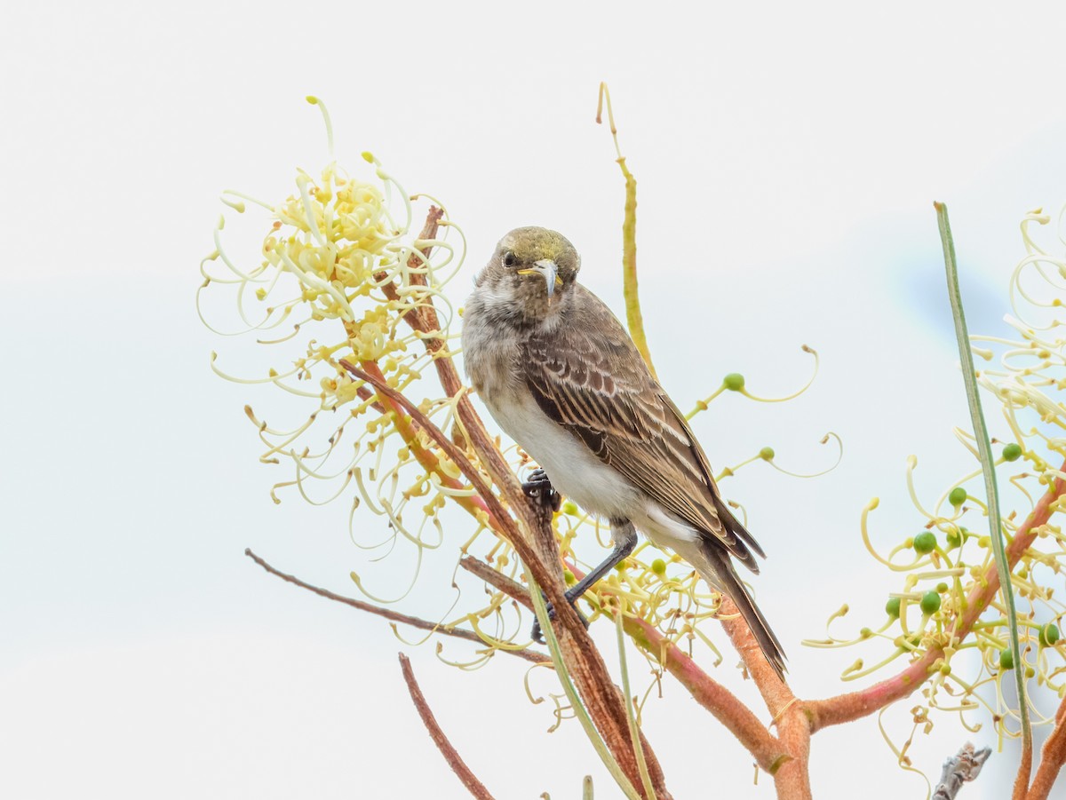 Black Honeyeater - ML627455815