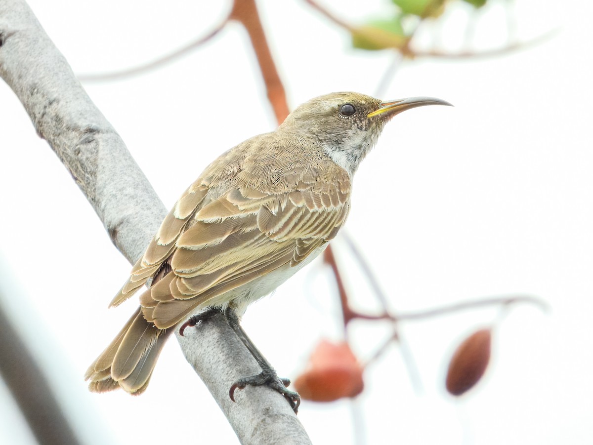 Black Honeyeater - ML627455819