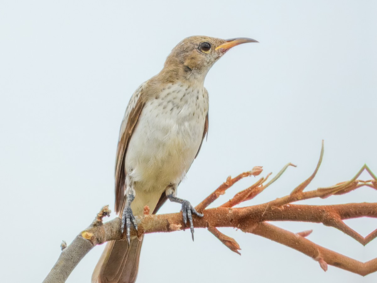 Pied Honeyeater - ML627455823