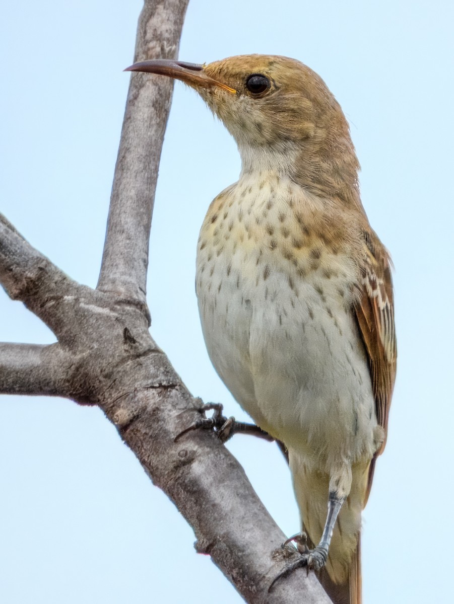 Pied Honeyeater - ML627455827