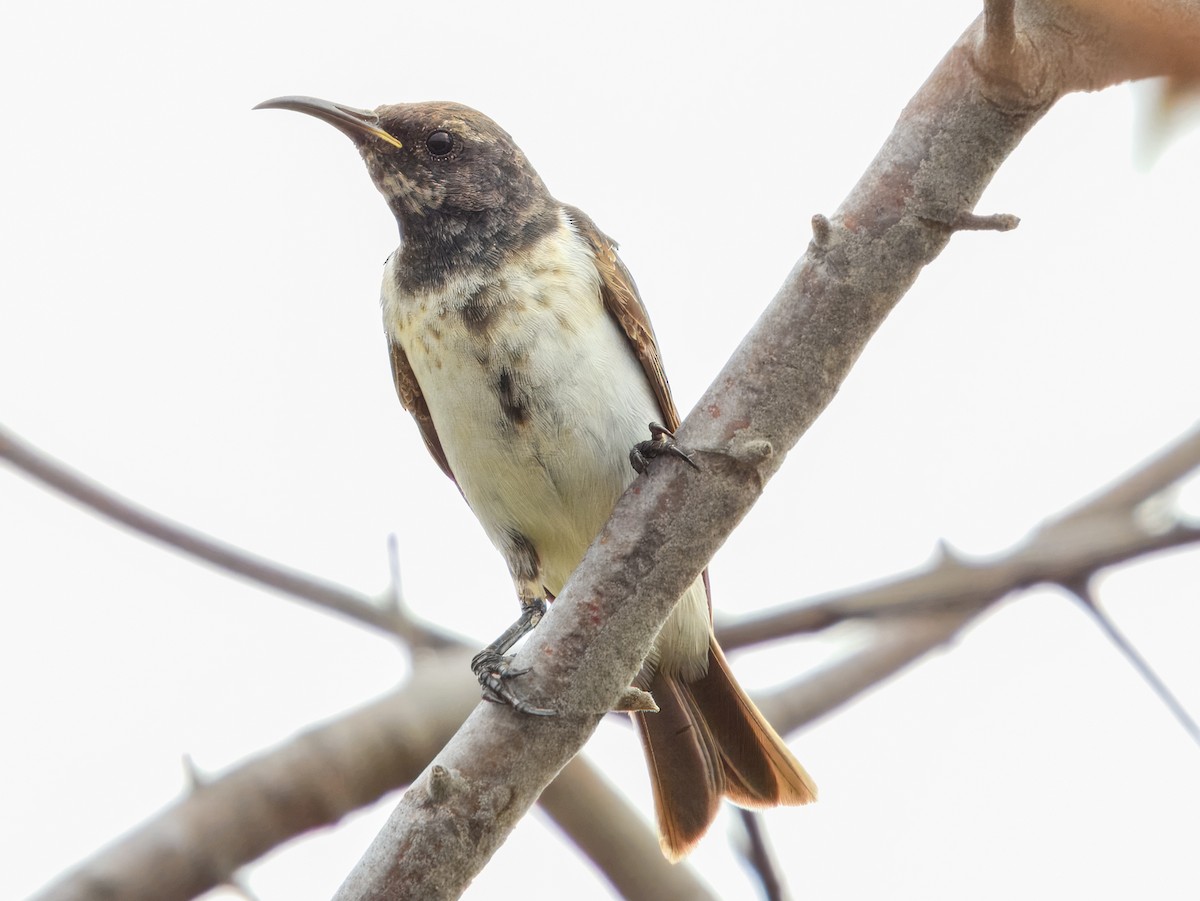 Black Honeyeater - ML627455829