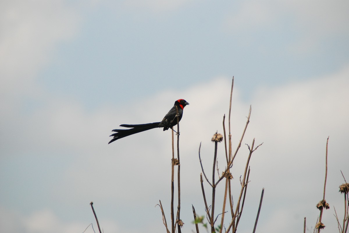 Red-cowled Widowbird - ML627456063