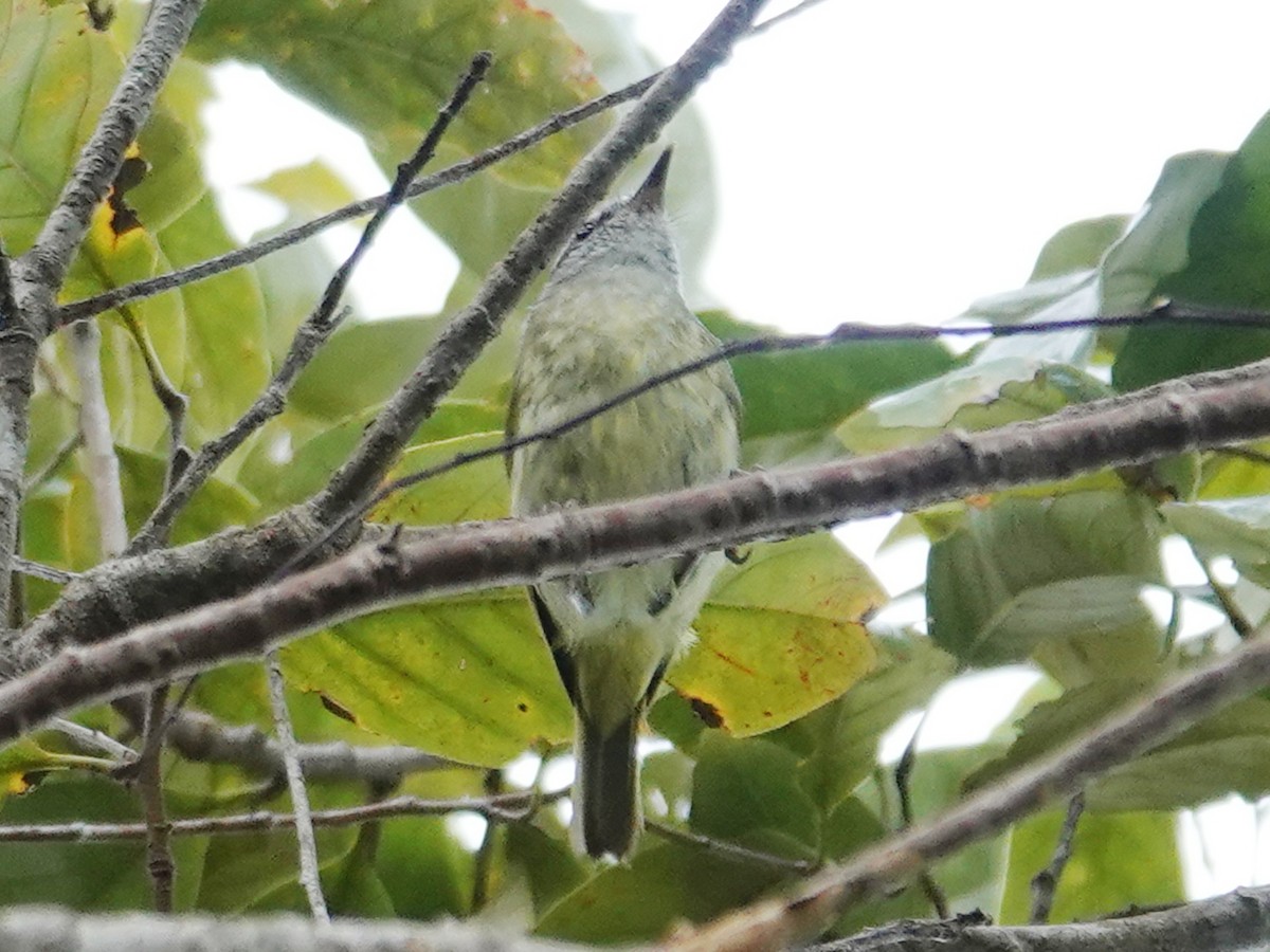 Island Leaf Warbler (Peleng) - ML627456127