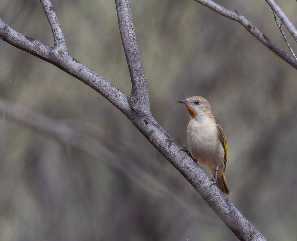 Rufous-throated Honeyeater - ML627456141