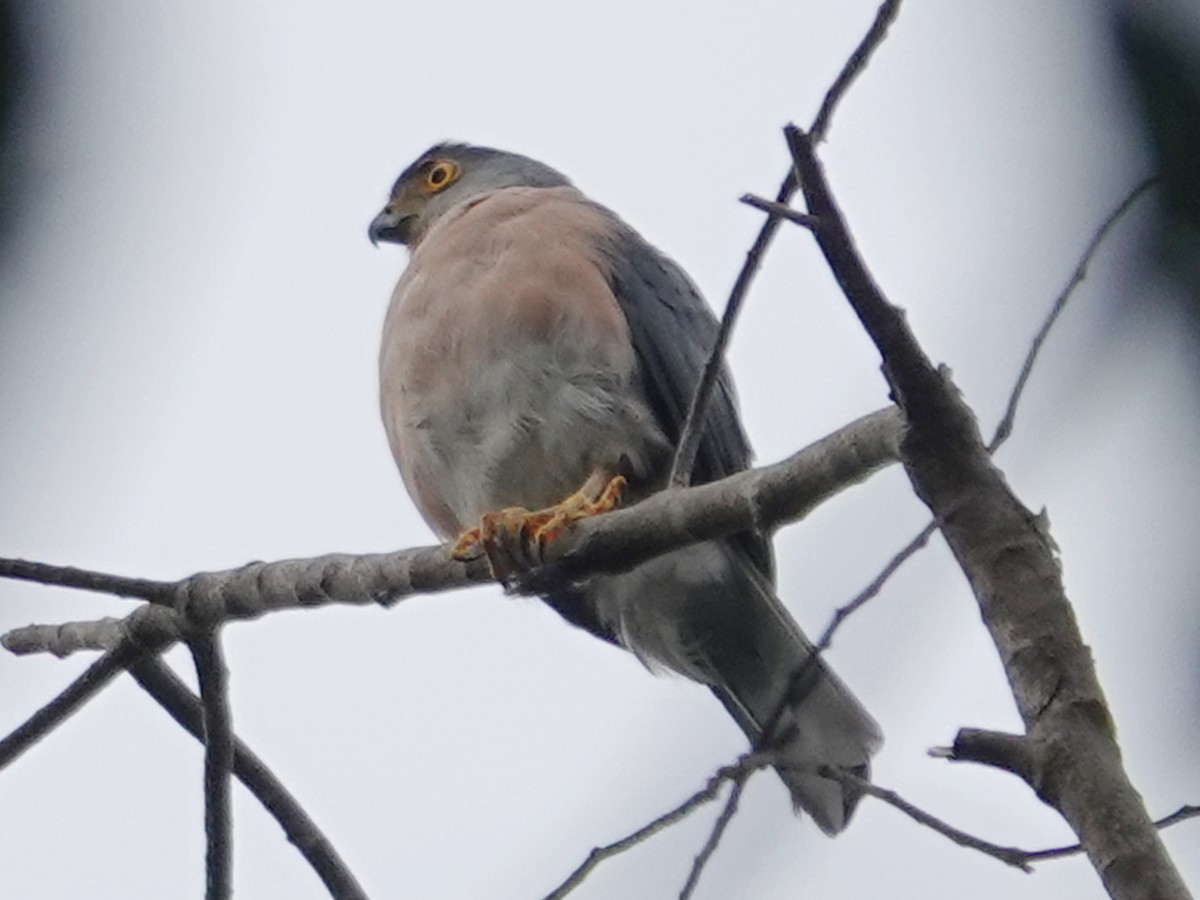 Vinous-breasted Sparrowhawk - ML627456219