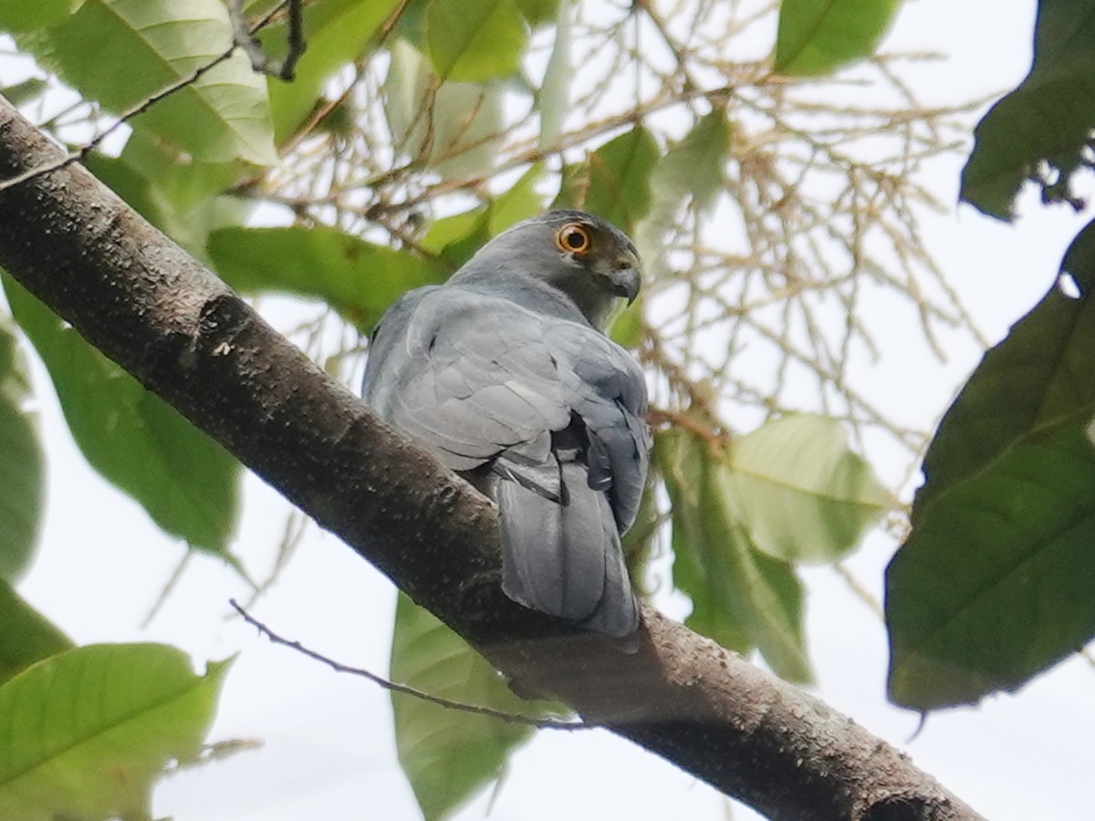 Vinous-breasted Sparrowhawk - ML627456220