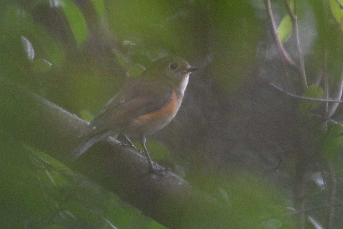 Red-flanked Bluetail - ML627456244